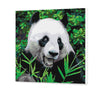Panda -Nummer (PC0597)